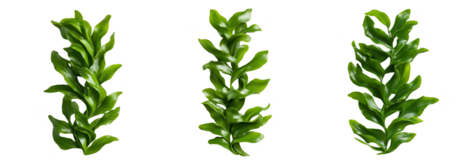 Collection of vibrant green seaweed stems isolated on transparent background, ideal for ocean conservation themes and sustainable seafood concepts