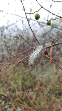 Fall webworm moth caterpillar on a stick in a winter season.