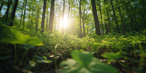 Fototapeta premium Lush Forest at Sunrise with Soft Sunlight in Spring
