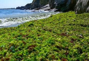 Rotting green and red algae washed ashore by a storm in Bulgaria, Black Sea
