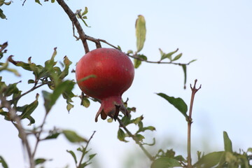 pomegranate fruits on tree in summer