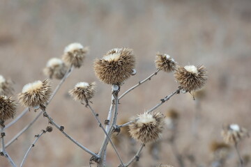 dry seed balls of Echinops sphaerocephalus