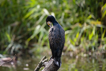 View on the great cormorant in the nature