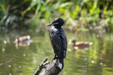 View on the great cormorant in the nature