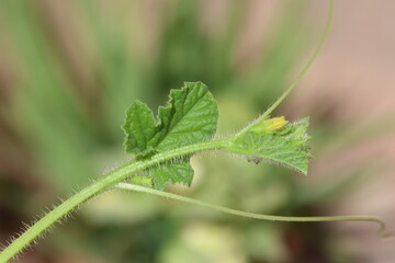 leaves and flower of cucumber