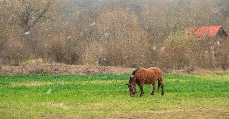 Horse in the field