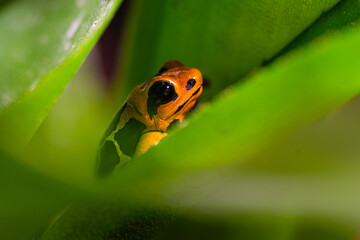 Fantastic frog, Ranitomeya fantastica, a species in the family Dendrobatidae. 