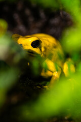 The world's most poisonous frog, Phyllobates terribilis, the golden dart frog