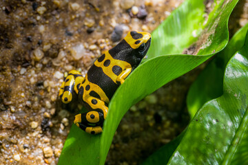 The yellow-banded poison dart frog, Dendrobates leucomelas, bumblebee frog