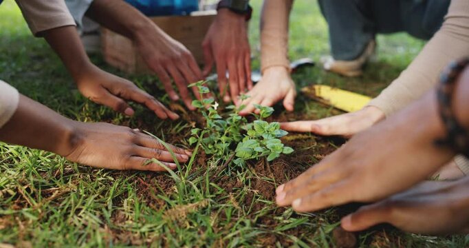 Plant, gardening and hands of volunteers in nature with eco friendly, sustainability and growth. Field, leaf and team of ngo employees with green tree for clean energy project for charity in park.