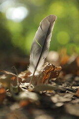 a feather on a tree with the sun shining through the background