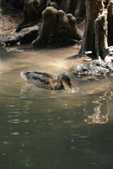 a small waterfall with a few small purple flowers in the middle