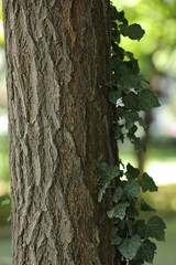 bark of a tree
