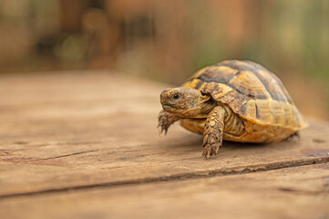 Baby turtle walking on wood.