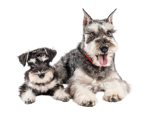 Miniature schnauzer puppy and dog lie together next to each other isolated