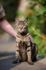 A cute stray cat in Cha Kwo Ling, Hong Kong 