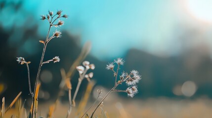  A tight shot of a plant in a field against a backdrop of a blue sky Trees behind soften into blur
