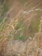 Golden dry blades of grass in the summer, daylight