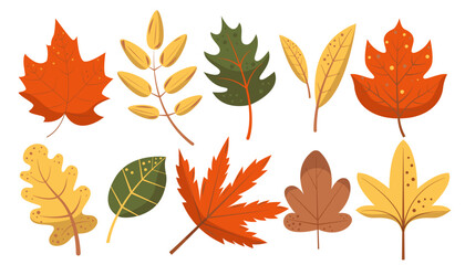 Set of autumn leaves. Fall leave of  maple, acorns, oak, rowan tree. Vector flat illustration isolated on background