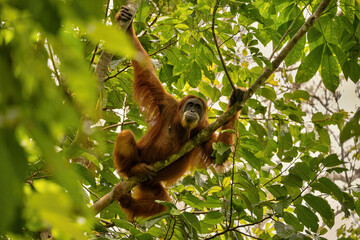 Sumatran orangutan in its whole beauty. Amazing sumatran jungle. Beautiful sumatran wildlife....