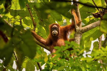 Sumatran orangutan in its whole beauty. Amazing sumatran jungle. Beautiful sumatran wildlife. Adventure paradise. Rare  and endangered species. Pongo abelii.