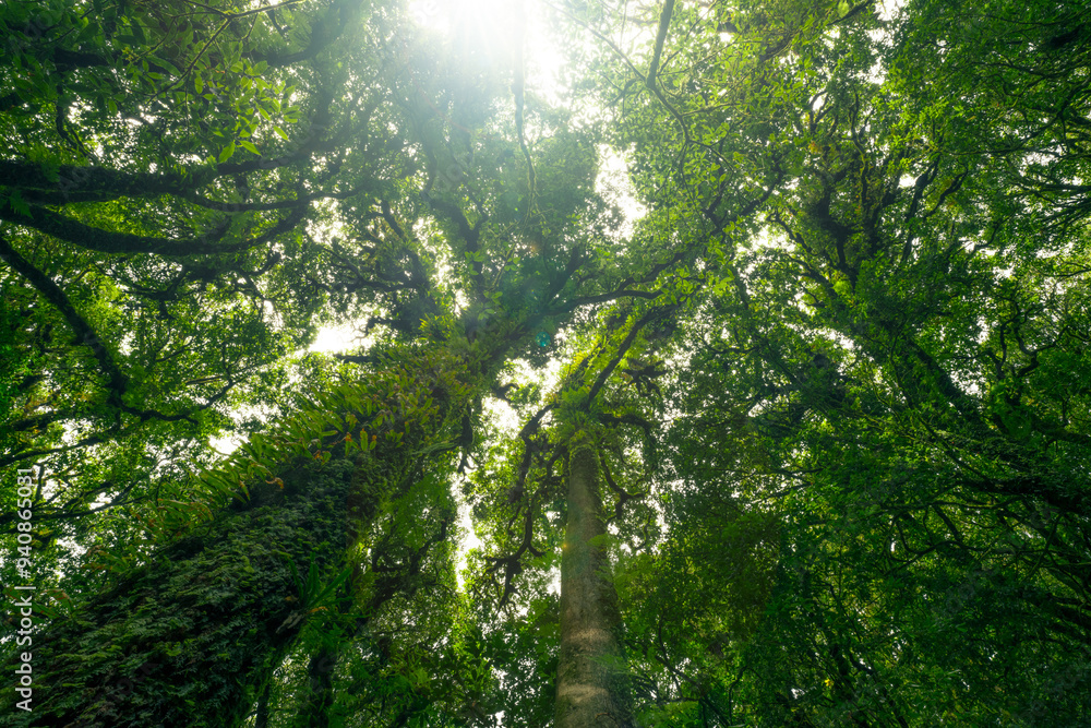 Wall mural looking up view of tree trunk to green leaves of tree in forest with sun light. fresh environment in