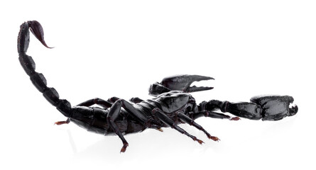 Black scorpions isolated on a white background