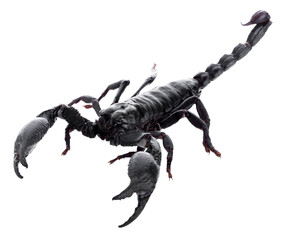 Black scorpions isolated on a white background