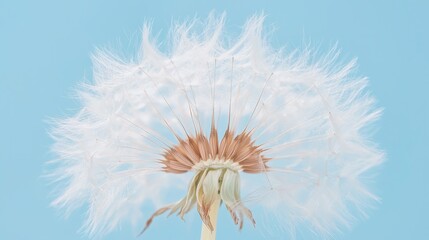  A tight shot of a dandelion against a backdrop of a clear blue sky, speckled with scattered clouds