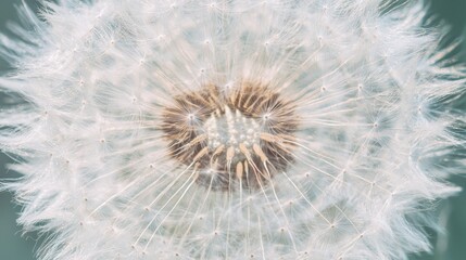 Fototapeta premium numerous minuscule dots populate its central brown bulge