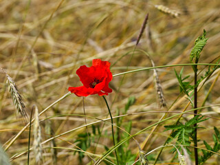 Fototapeta premium Einzelne rote Klatschmohnblüte (Papaver rhoeas) in einem reifen Getreidefeld im Naturpark Barnim nahe der Siedlung Gorinsee, Wandlitz OT Schönwalde, Brandenburg, Deutschla
