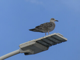 A seagull standing on a street lamp, blue sky background