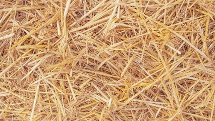 Wheat dry straw texture background, beveled wheat, cereal crops, top view