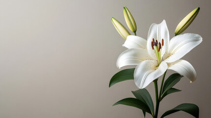 single lily flower against a light gray background, with a minimalist aesthetic and ample space for copy
