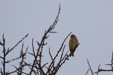 brambling