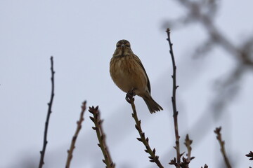brambling