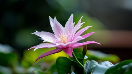Fototapeta premium A tight shot of a pink bloom against green foliage, background softly blurred