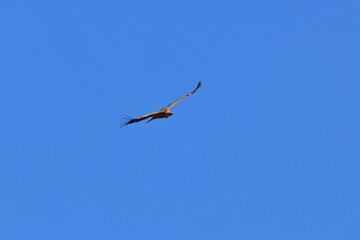 griffon vulture