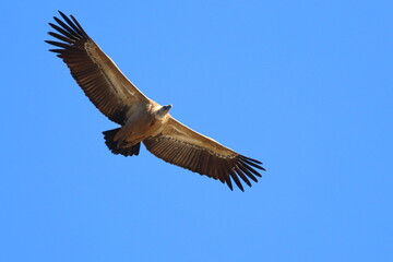 griffon vulture