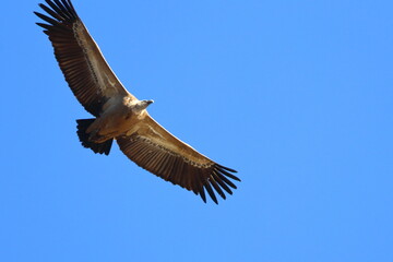 griffon vulture