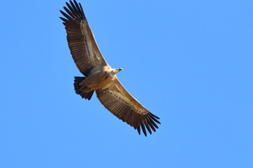 griffon vulture