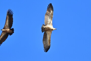 griffon vulture