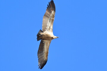 griffon vulture