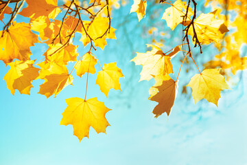 abstract natural autumn wallpaper, yellow maple leaves on blue sky background