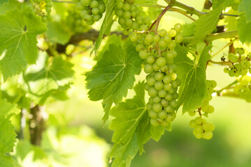 Grapes in Summer