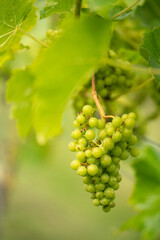 Grapes and Rain Drops