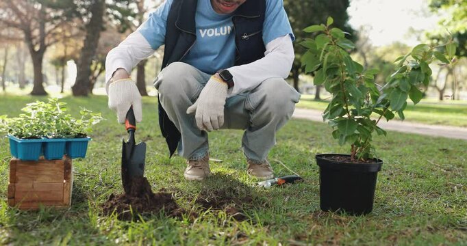 Plant, nature and volunteer with shovel in garden for community service for sustainability or growth. Outdoor, soil and ngo worker with tree for ecology, eco friendly and charity project in park.