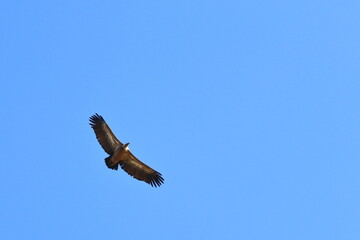 griffon vulture