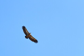 griffon vulture