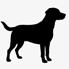 Dog Breeds Silhouette Svg Bundle, Dog Breed Svg,,Dog Silhouette Bundle, Dogs Mega Silhouette Bundle, Dogs Silhouette SVG Png, Dog Silhouette, Dog Breed Silhouette